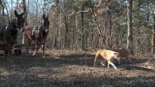 Mule Driven Squirrel Hunt