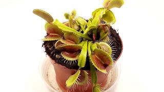 Venus flytrap (Dioana Muscipula) - 40 days time lapse