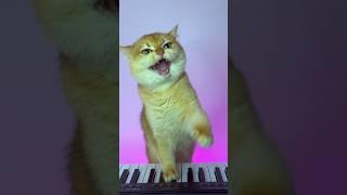 Nika wants to learn to sing #cat #cats