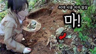 40대 시골 여자 일상ㅣ마! 캐서 술안주~ㅣ가을 열매들 파밍!!ㅣ잡초 같은 고들빼기 캐서 김치 담그기