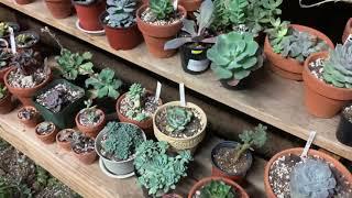 Summer 2020 Succulent Greenhouse Tour!