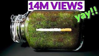 CIGARETTE IN SOIL - 1 YEAR Time Lapse [8K]