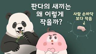 [Eng Sub] Why are baby pandas so tiny?