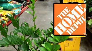 All the Houseplants at Home Depot | Beginner's Tour