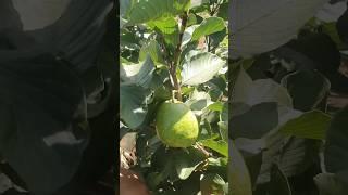 Ninja Farmer Picking Guava Fruit in farm #fruit #guavafruit  #cutting #fruit #freshfruit #fruits