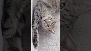 "KungFuKitty Meditation: DaREInTeRuPt" #cat#nap#action#funny