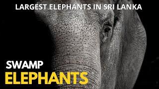 Largest Elephants in Sri Lanka | Swamp Elephants