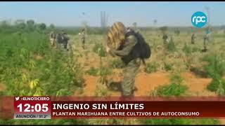 Ingenio sin límites - Así cultivan marihuana