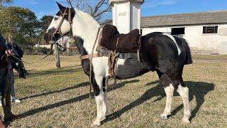 VENDIDO Caballo tobiano ideal para el trabajo rural - $1.800.000 - LOSEQUINOS.COM