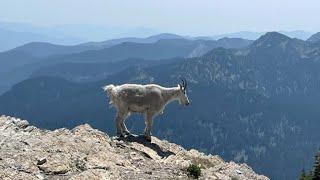 Mount Aeneas Loop Trail - Flathead National Forest (Jewel Basin)