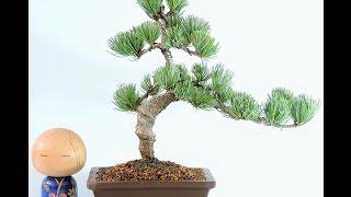 Video Bonsai Pinus Pentaphylla PNP11