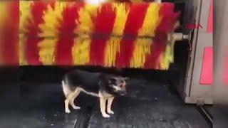 Dogs Go To Car Wash