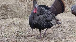 Turkey's Gobbling Action