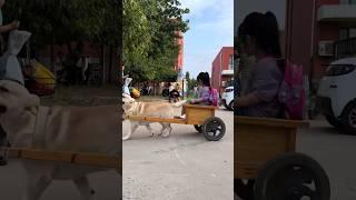 Dog Driver Unique Way To Transport 