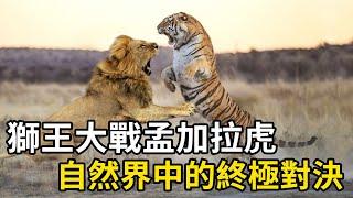 雄獅VS孟加拉虎：王者之爭，誰能勝出？|猛獸世界