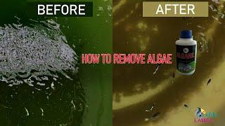 Remove Unwanted Algae From Your Pond | Algae Remover | How to Remove All Type of Algae | Biofloc