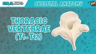 Thoracic Vertebrae (T1-T12) Anatomy