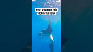 What Attacked this 1000lb Sunfish?