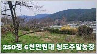 청도군 청도읍 250평 6천만원대 시야가 확트인 청도주말농장으로 오세요 3013