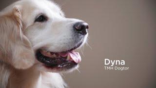 Meet Dyna, TMH Animal Therapy Dogtor