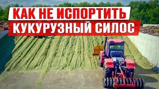 Силос 2024 | Уборка кукурузы на силос | Настройка комбайна | Заготовка силоса | Заготовка кормов