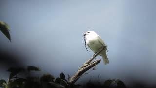 White Bellbird! World Loudest Bird! 