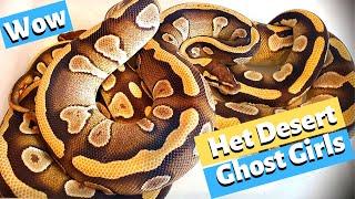 Breeding Plans for my 3 Mojave Het Desert Ghost Girls!