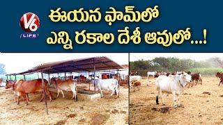 Different Variety Of Desi Cows | Indigenous Cow Breeds | Munduku Saggu | V6 Life