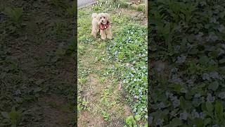 같이 있던 아빠가 없어 졌을때 강아지 반응!? #shorts#funny#funnydog#강아지감동영상#임영웅#LovingYou(사랑해요그대를