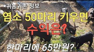 염소 50마리 키우면 수익은? #귀농귀촌 정보