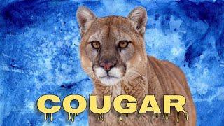 Cougar sounds