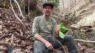 How to Harvest Wild Ramps Sustainably