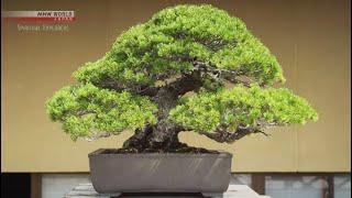 Spiritual Explorers— Bonsai: Nature in a Pot