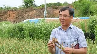 신품종 마늘 홍산 재배지