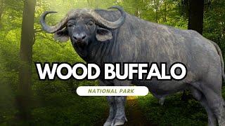 Discover the Serenity of Wood Buffalo National Park