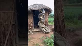 #sapvideo #snake #viralvideo