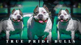 True Pride Bulls - KOA (XL Bully) 2020