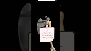 5_ آناتومی مفصل شانه / glenohumeral joint / مفصل کتف و استخوان بازو / آسیب شناس