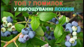  ТОП 7 помилок у вирощуванні лохини. Чому лохина сохне, не росте, погано плодоносить