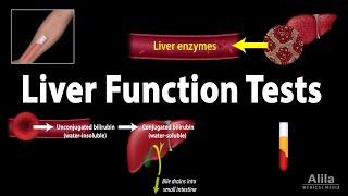 Liver Function Tests (LFTs), Animation