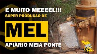 É MUITO MEEEEELLLL! SUPER PRODUÇÃO DE MEL APIÁRIO MEIA PONTE.1º DIA DA COLHEITA DE MEL CIA DA ABELHA