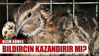 Hobi Olarak Başladı 8 Bin Bıldırcına Çıkardı! A'dan Z'ye Bıldırcın Yetiştiriciliği | Bizim Kümes