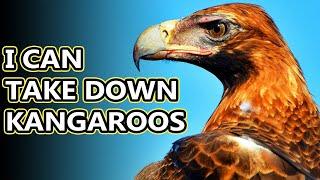 Wedge Tailed Eagle facts: the largest birds of prey in Australia | Animal Fact Files