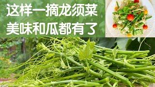 【佛手瓜龙须菜】这样一摘龙须菜，不仅美味上桌，佛手瓜产量也有保证了｜龙须菜脆爽鲜嫩吃法｜Harvest Chayote Leaves And Encourage Fruiting