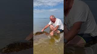 Как ловить крабов? How to catch crabs? #сашокдв #владивосток #crabs #крабы