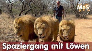 Spaziergang mit Löwen in Afrika