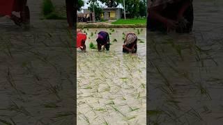 #dance #bhojpuri #dehati #bhajan #sohar #folksong #song #vivahgeet #video #bhojpurisong