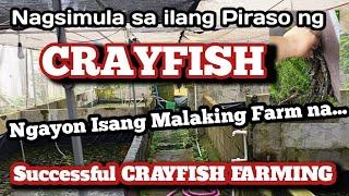 Nag Umpisa sa Ilang Piraso na Crayfish,Ngayon isang Malaking Farm na...