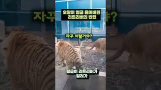 호랑이 얼굴 사정없이 물어버린 리트리버의 반전 결말