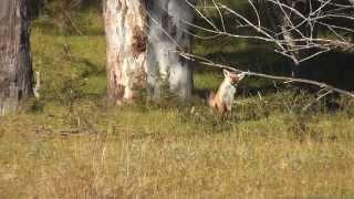 Fox Hunting in Winter 2015 - Sydney, NSW